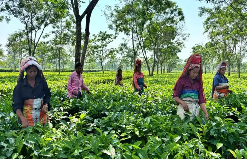 In Assam, humid heat is pushing tea workers to the brink