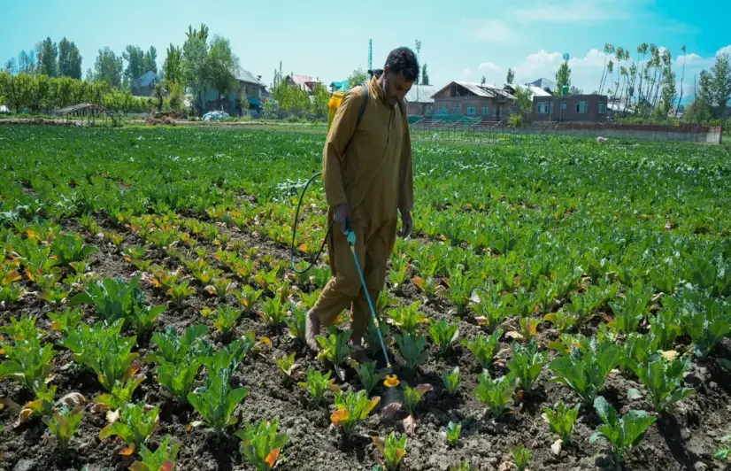 In Kashmir's vegetable hub, a winter disease has disrupted farming 