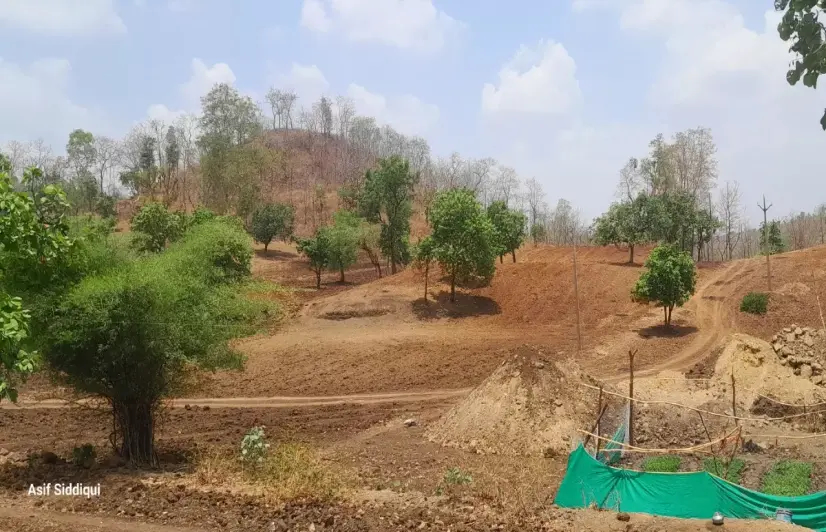 The tree that helped tribals survive famines is slowly disappearing