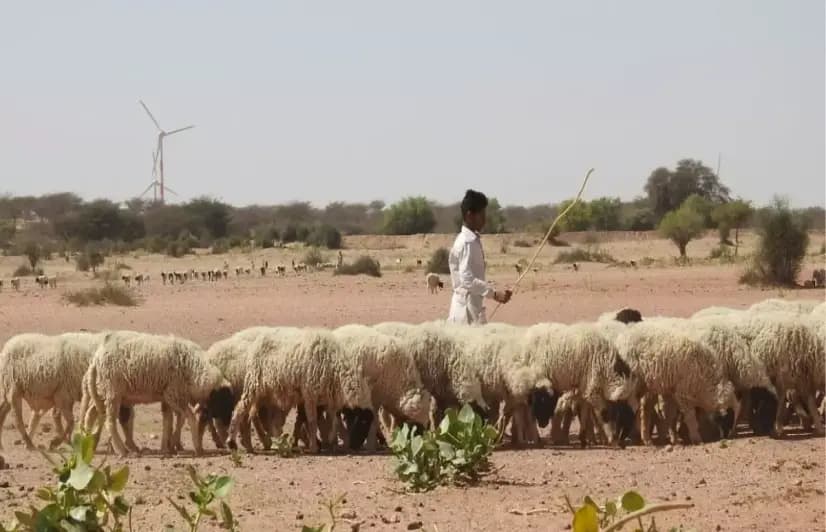 Rajasthan’s sacred groves are under threat from rampant green development 