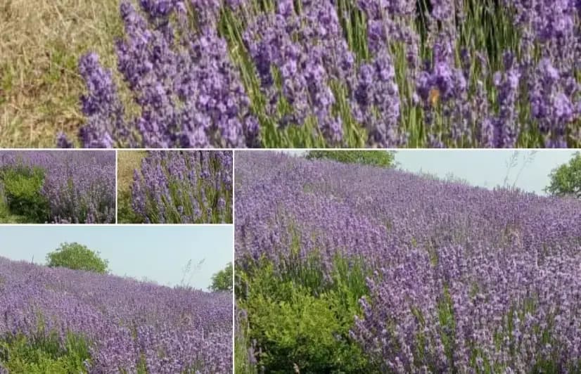 Kashmir's ambitious lavender plantations come up against market barriers