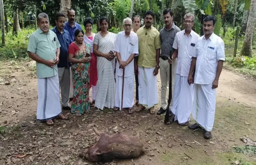 Do wild boar in Kerala get to live? Panchayats get the power to decide