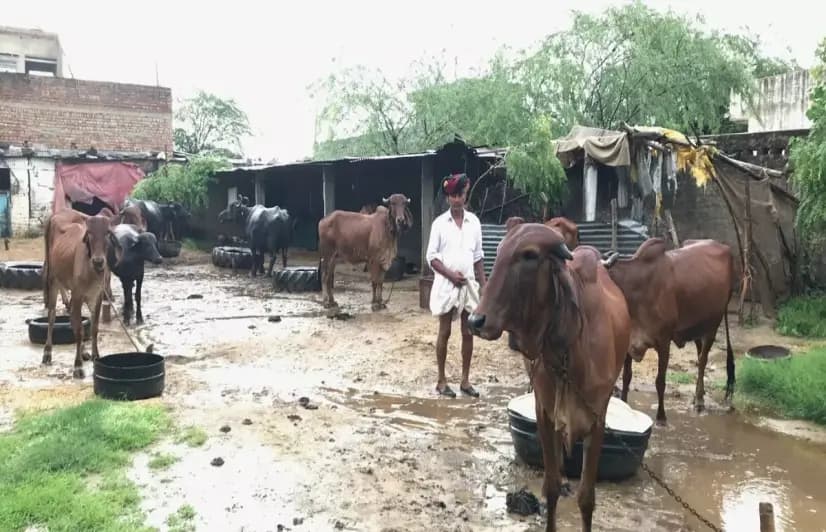 Rajasthan's cattle farmers hack the pasture problem, but climate change is catching up