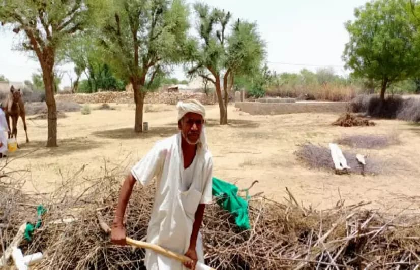 Rajasthan's millet farmers await the MSP dream