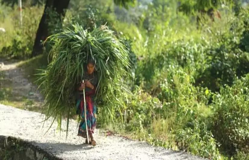 No more pining for fodder: Oak rescues Paini women from hardship