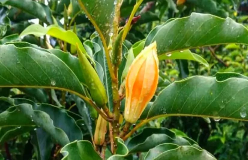 Blooms of despair for Sonchafa growers of Palghar