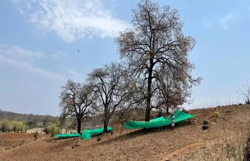 Net effect: High quality mahua flowers unlock a new income model in villages of Betul
