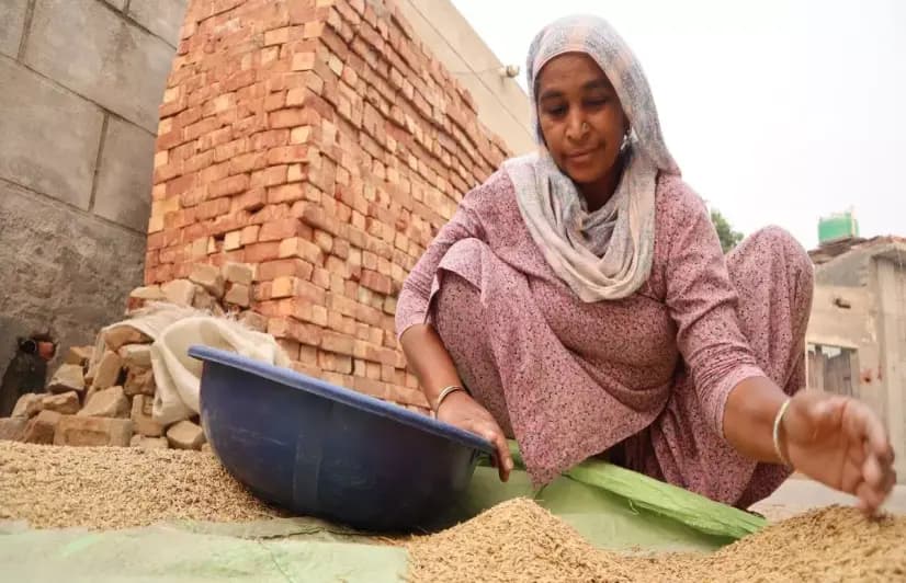 Why Dalit women farmers in Punjab are giving up on organic cultivation
