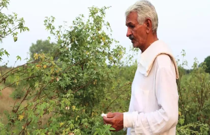 Slow yet steady, Punjab farmers pave the way for revival of organic desi cotton  
