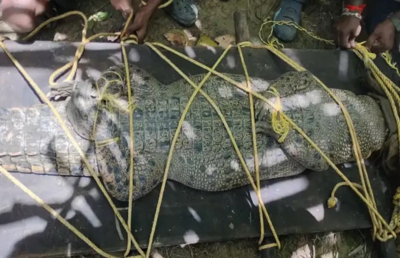 In this Andaman district, crocodiles crawl out after the floods