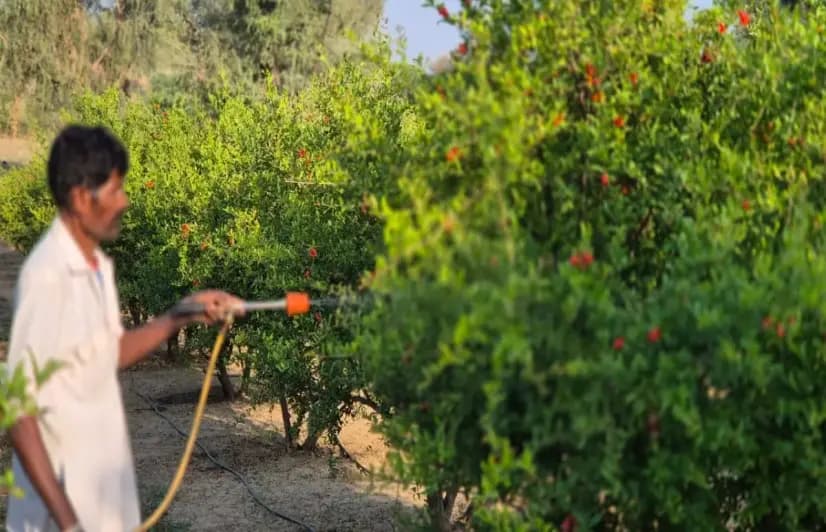 Under the disappearing shade of the khejri tree