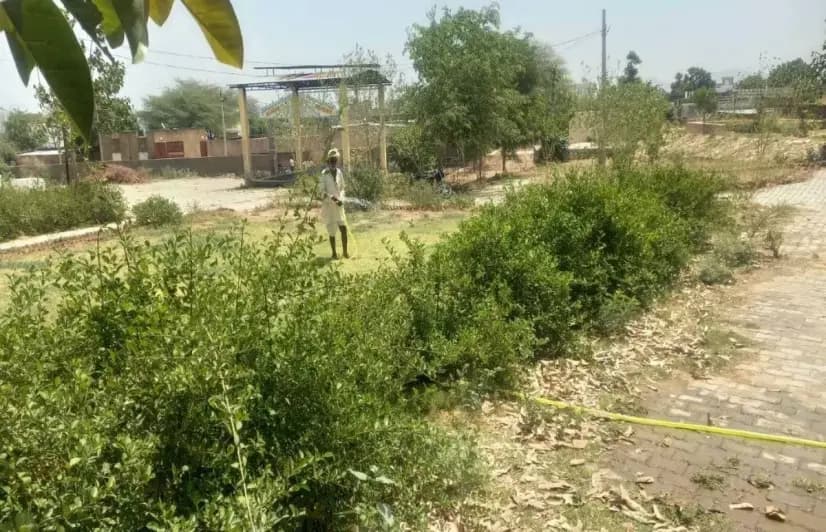 The Rajasthan village where a goddess guards the trees