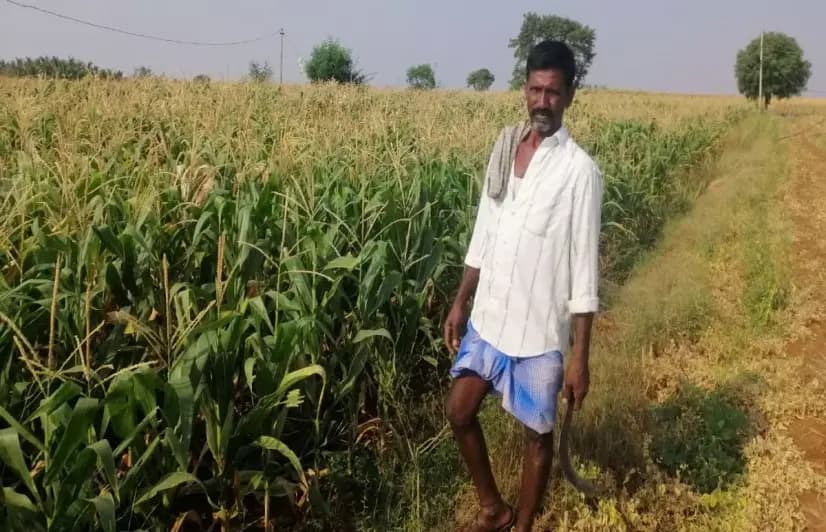 Maize helps Anantapur farmers decode the climate change maze