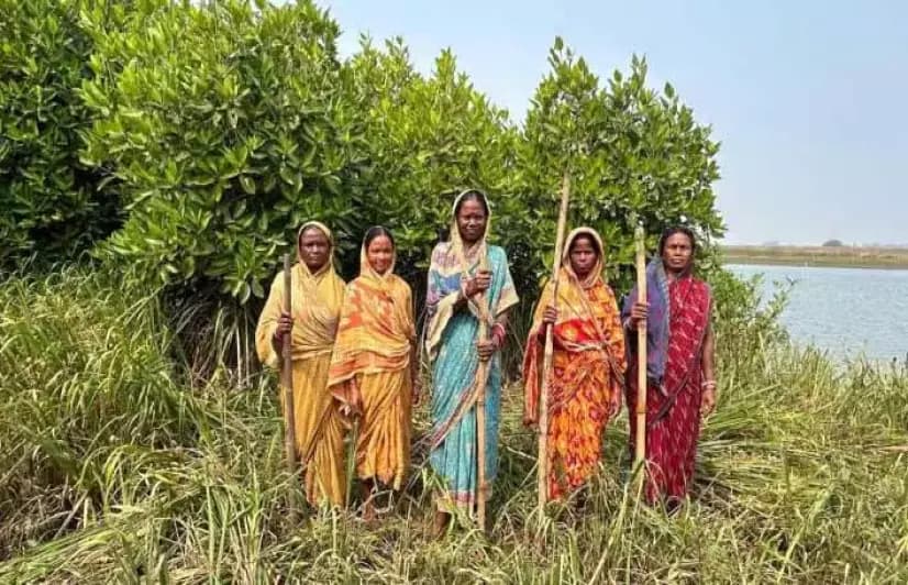 ओडिशा : जलवायु चुनौतियों से निबटने मैंग्रोव संरक्षण के कार्य में जुटी महिलाओं की कहानी