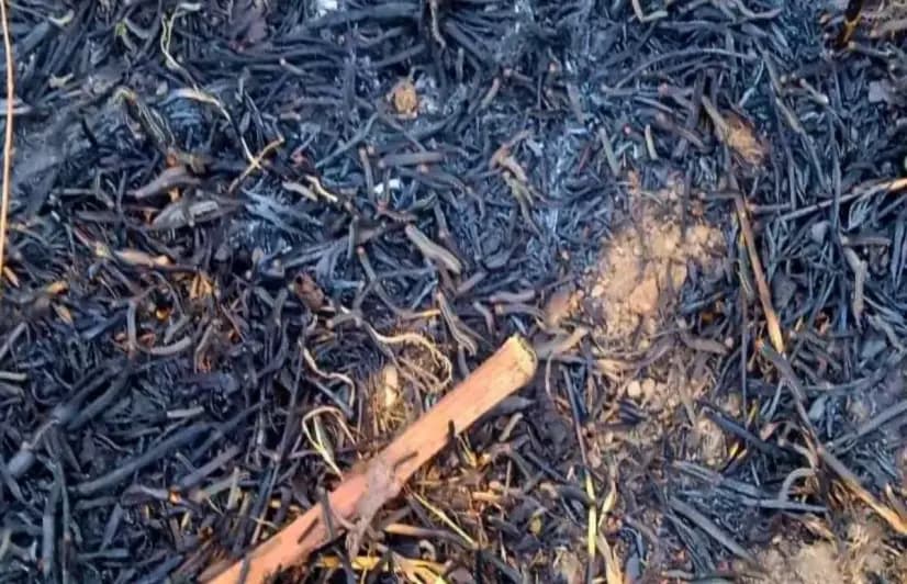 ‘The land turned against us’: Kashmir farmers suffer as pests swarm fields and homes