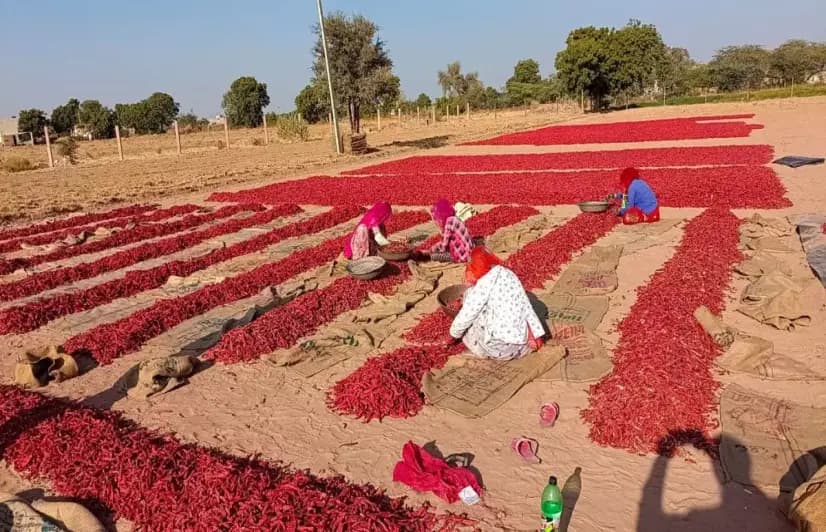 Water-intensive Mathania chilli awaits GI recognition amid groundwater crisis