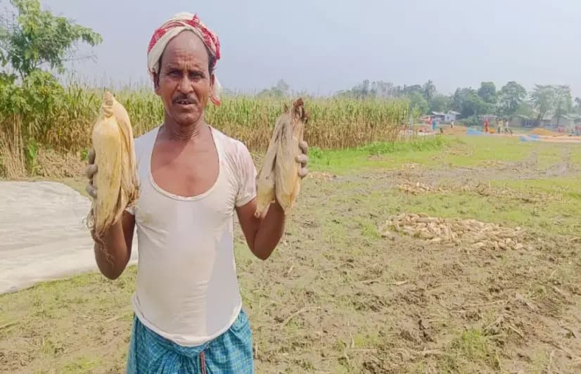 Double trouble: Assam’s maize farmers hit by pests and erratic weather