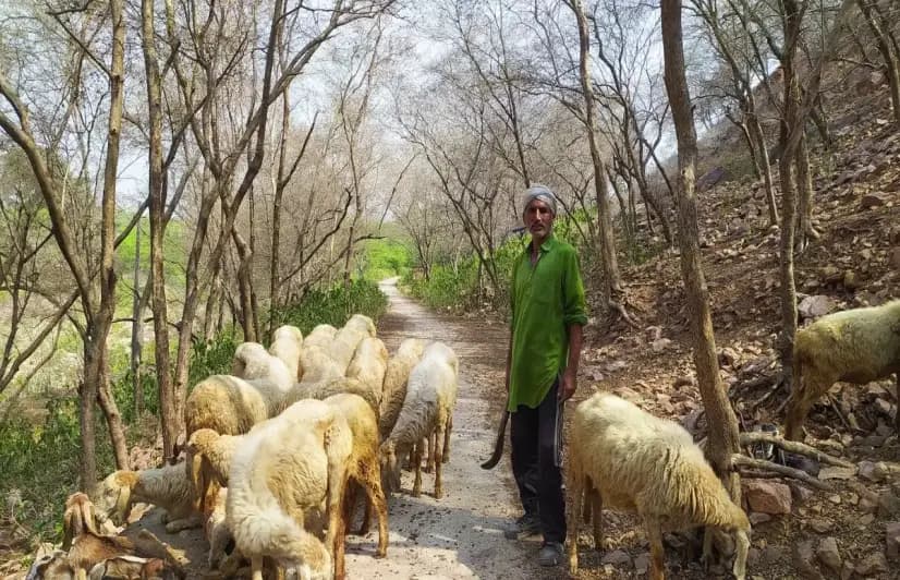 How longer summers, shrinking grazing lands are draining milk yields, unsettling Gujjar livelihoods in Rajasthan