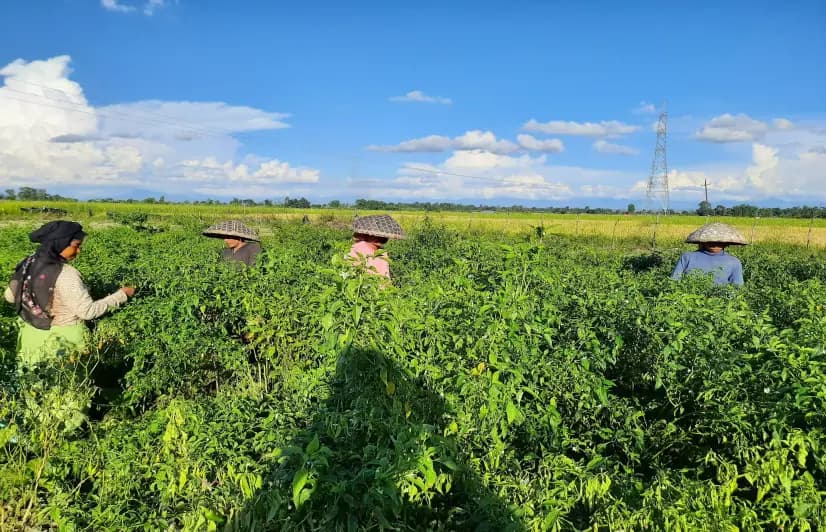 Manipur farmers watched helplessly as strict lockdown reduced crop to waste
