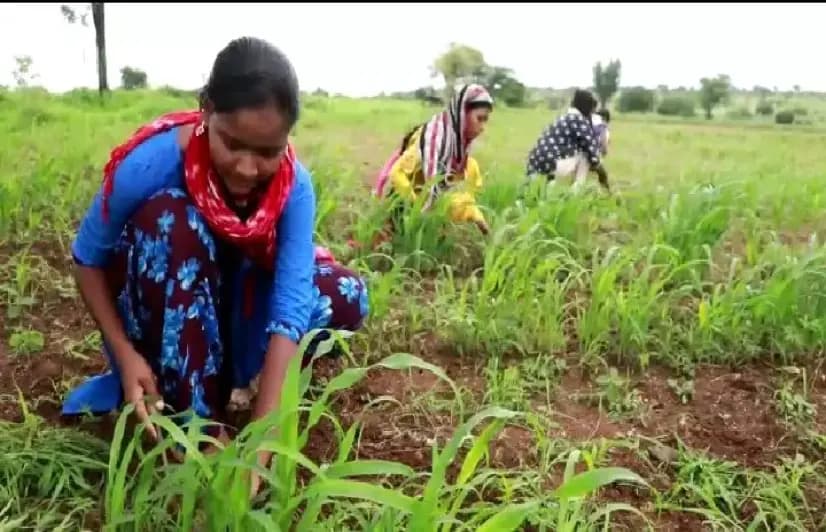 With no smartphones to study, students in Marathwada toiling in the field