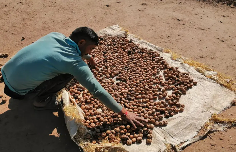COVID-19 Pandemic: Walnut, Anardaana Growers In Jammu's Udhampur Suffer Owing To Lack Of Contact With Buyers