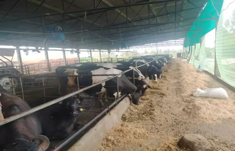  How Covid-19 affected Punjab's dairy farmers