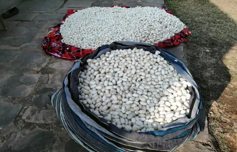 COVID-19 impact: Six months after crop maturity, Udhampur’s cocoon producers struggle to sell produce