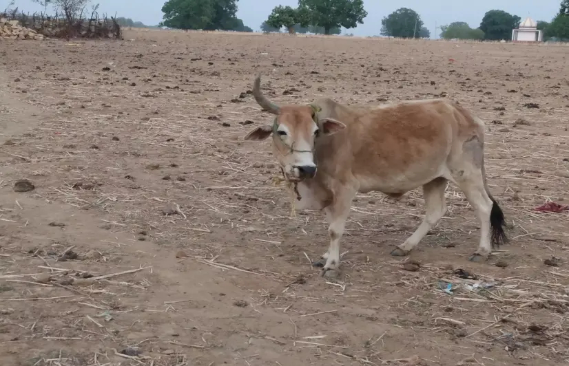 Mute victims of heatwave: Animals dying of starvation in MP