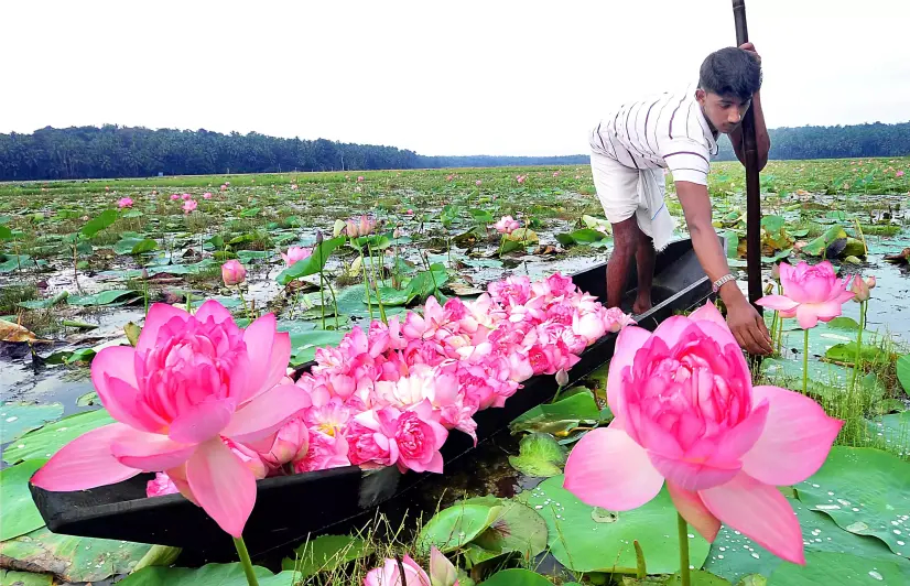 The Muslim village that grows lotus for temples, supplied them for Modi