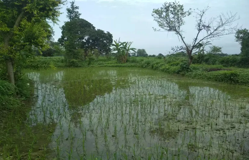 Erosion of Doon Valley’s pride