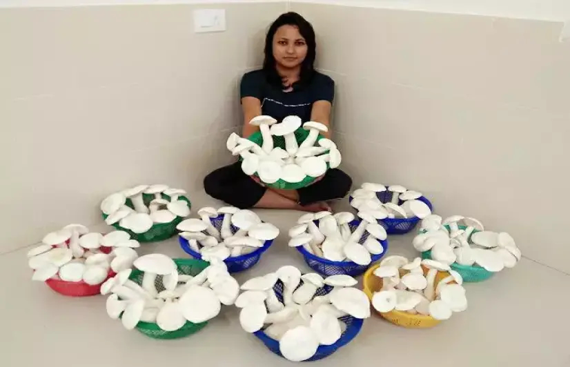 Eradicating migration and unemployment by mushroom cultivation