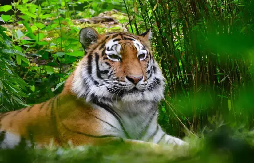 ‘Translocation of tigers to minimise man-animal conflict not a long-term solution’