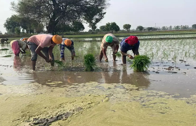 Punjab Gurdwara Sermons Against Dalits Are Illegal