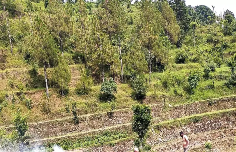 Pine trees in Uttarakhand leading to desertification of the region, experts say