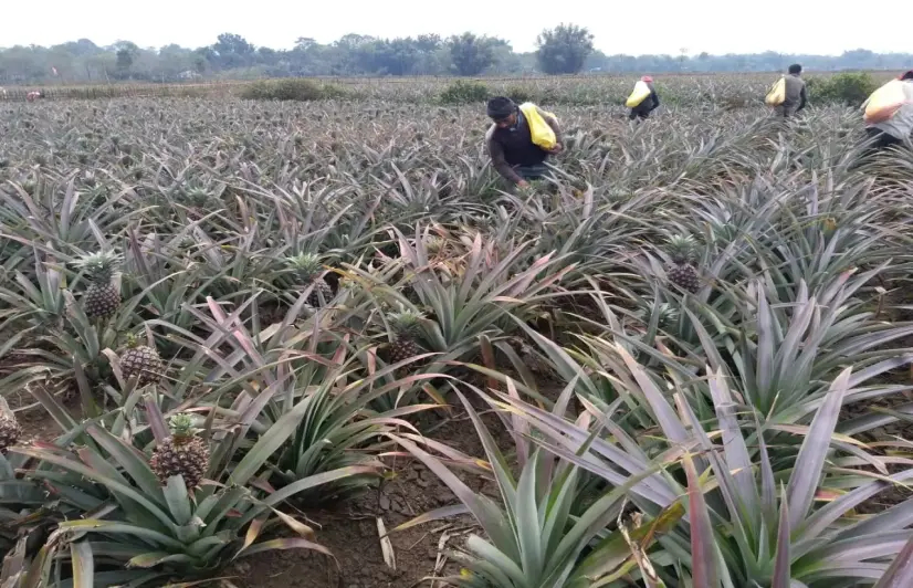 Pineapple farmers in WB reeling under financial crisis