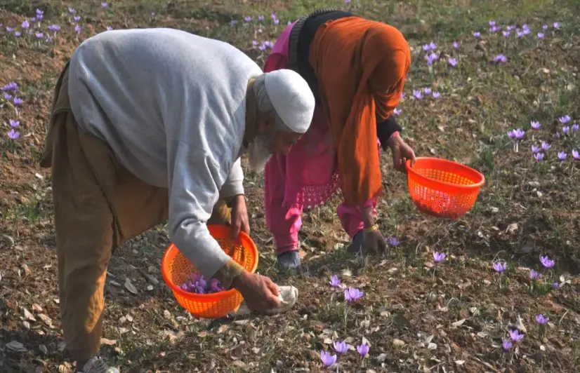 Kashmir’s saffron farmers ditch ‘red gold’ for apples, almonds