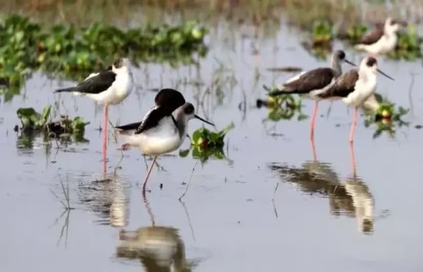 Once infamous for poaching, this Odisha village is leading example of bird conservation today