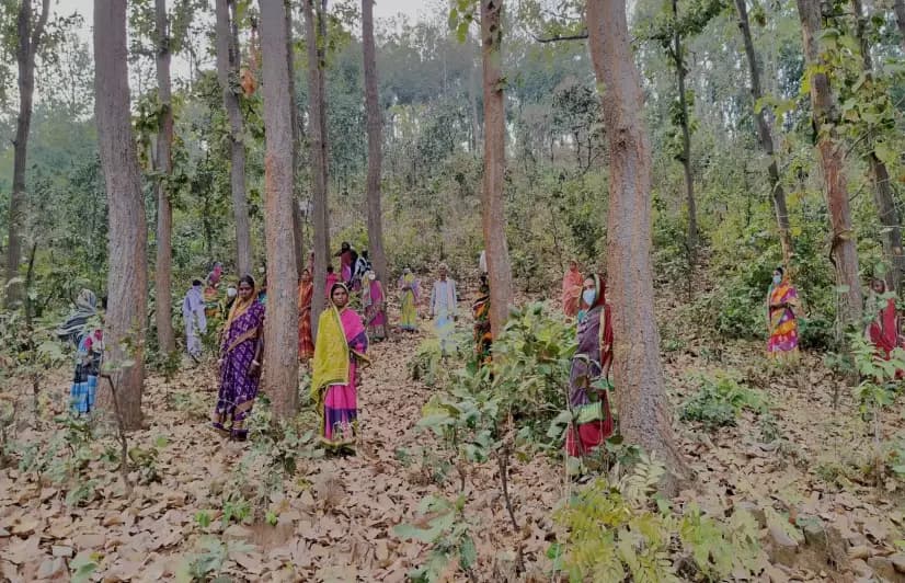 Women in Odisha lead forest protection with a stick and undying resolve