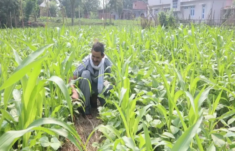 Agriculture sans chemicals is giving Himachal farmers better and sustainable incomes 