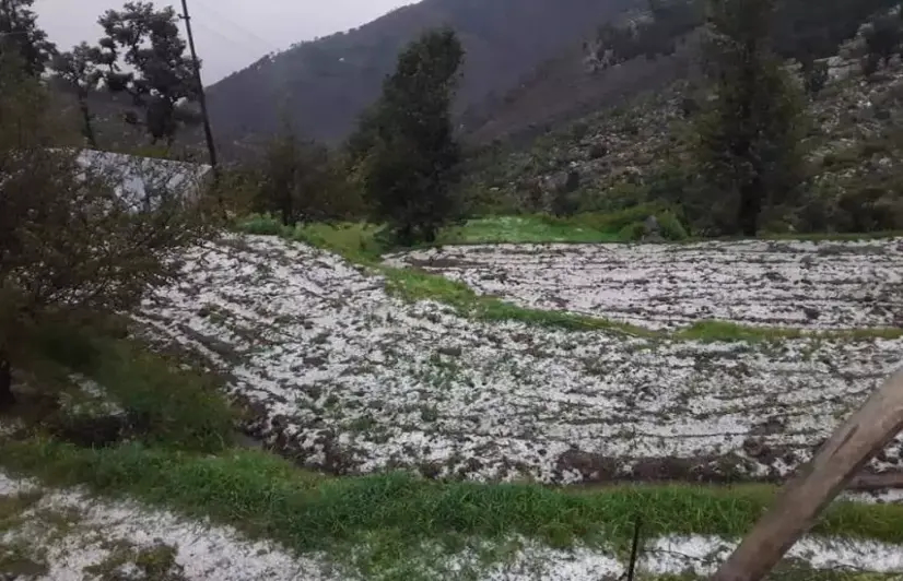 Jammu’s farmers distraught as unseasonal hailstorms destroy crops