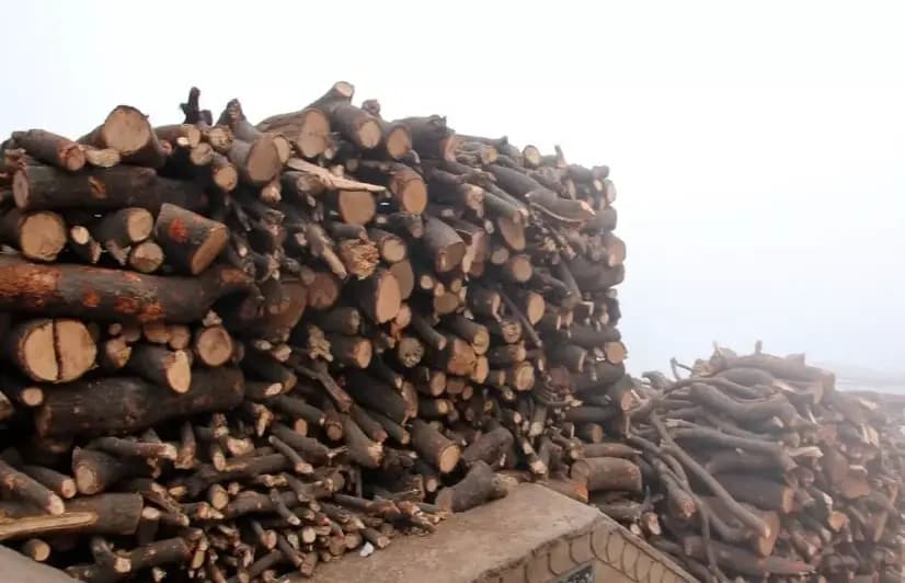 Demand for wood in crematoriums causes widespread tree felling in Uttarakhand