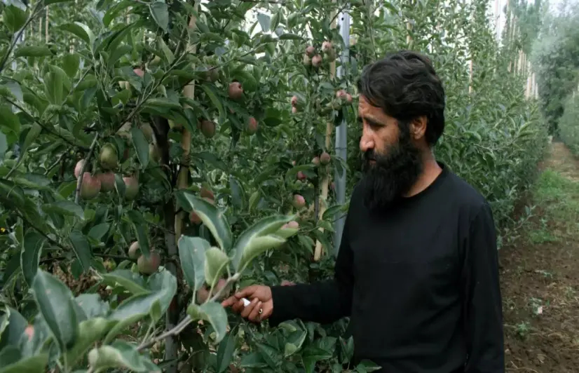 Kashmir's apple farmers find fresh hope in high-density variety
