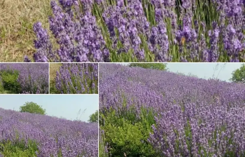 Kashmir's ambitious lavender plantations come up against market barriers