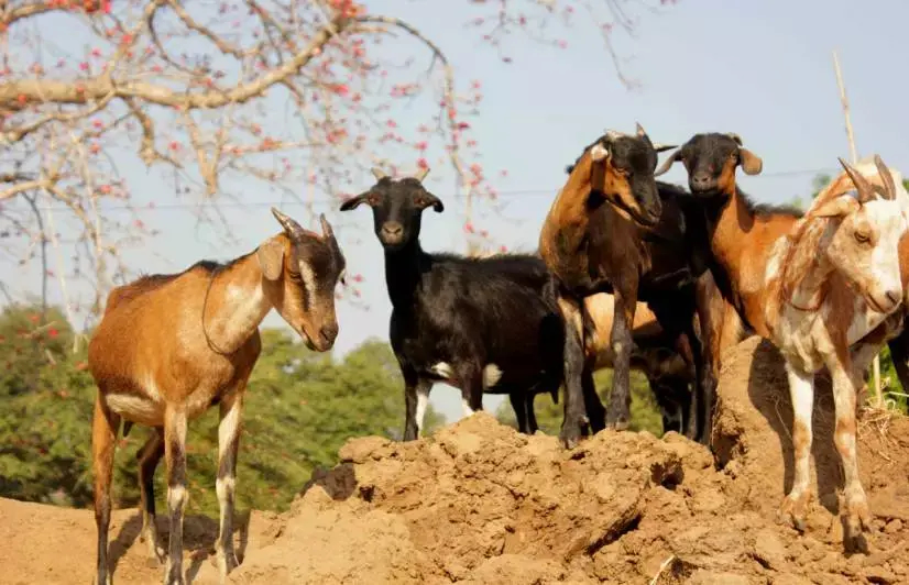 Rural Malkangiri rears livestock while the sun shines