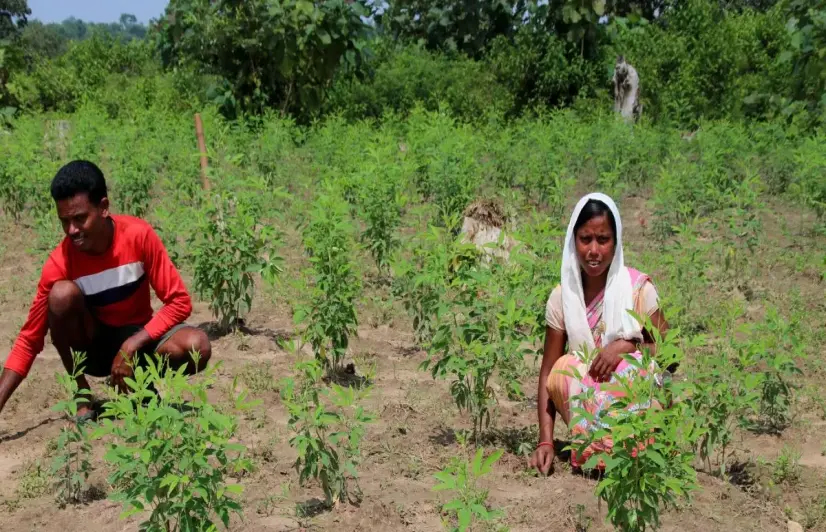 In Malkangiri's tribal villages, every drop saved today is an investment for tomorrow