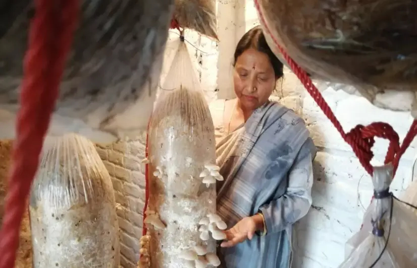 In Udhampur, one woman's success story in mushroom cultivation inspires others to follow suit