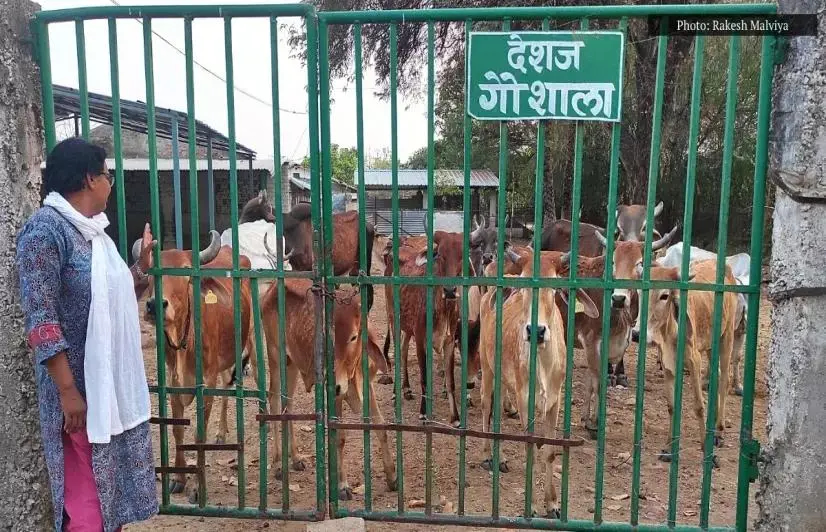 Shortage of cattle feed, skyrocketing straw prices leave Madhya Pradesh in throes of severe fodder crisis