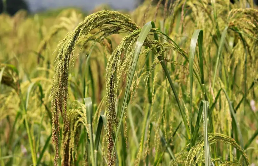 Millets vs Malnutrition: Reviving the super crop via nutrient-rich meals at Odisha’s anganwadis