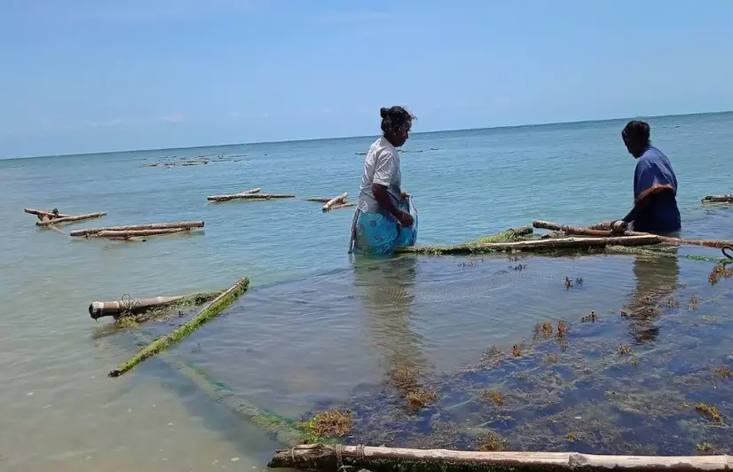 Aquaculture farms threaten livelihoods of small-scale fisherwomen on TN island