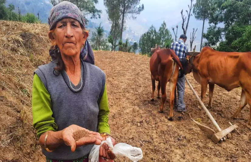 Traditional climate-smart agriculture system ‘Barahnaja’ saves the day for Uttarakhand farmers